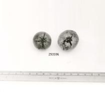 Click for 1 image(s) for this accession. FRUIT